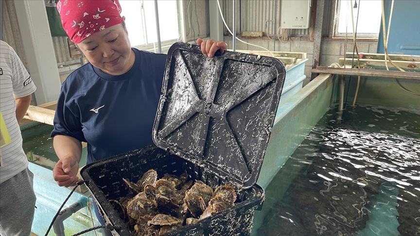 Japonya’da inci çiftçileri iklim değişikliğine uyum sağlıyor