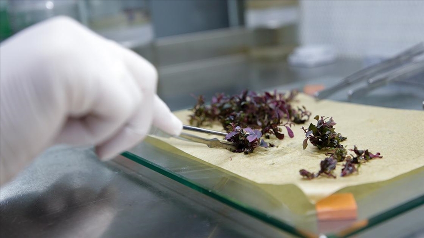 Laboratuvar ortamında verimi yüksek yerli fidanlar üretiliyor