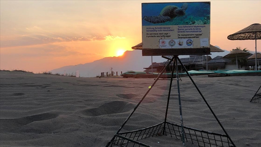 İztuzu sahilindeki caretta caretta yuvalarının sayısı 700’e ulaştı