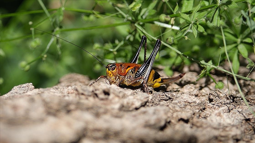 İstilacı çekirgeler tarımsal ürünler için tehdit oluşturuyor