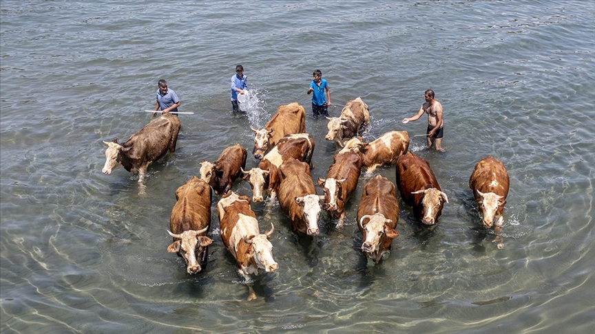 Besiciler sıcaktan bunalan hayvanlarını Van Gölü’nde serinletiyor