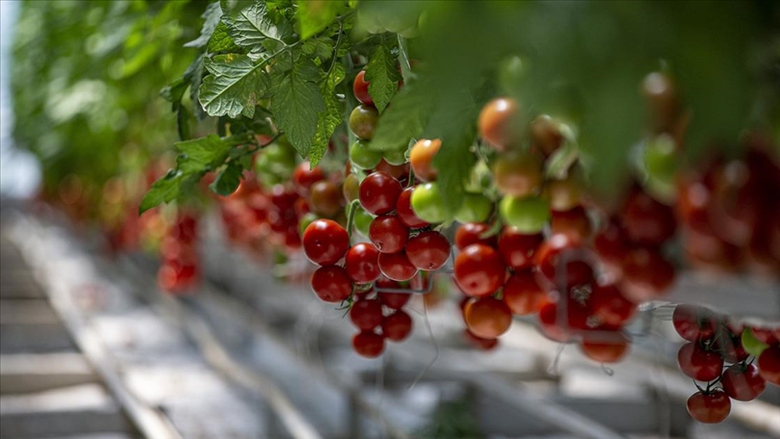 Jeotermal kaynakla üretilen domatesler Türkiye’nin dört bir yanına pazarlanıyor