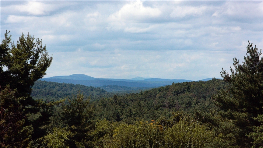 ABD’nin Massachusetts eyaletindeki bir ormanda “dev” virüsler keşfedildi