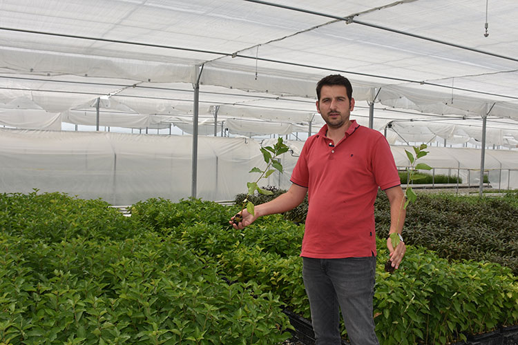 Klonlama yöntemi ile meyve fidanları çoğaltılıyor