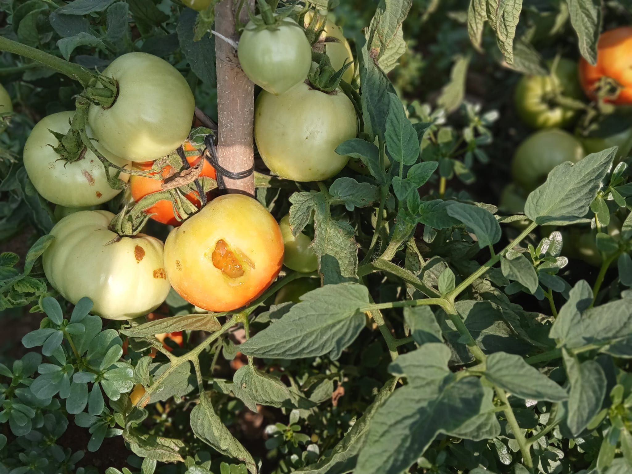 Tarla fareleri tarım alanlarında zarara neden oldu