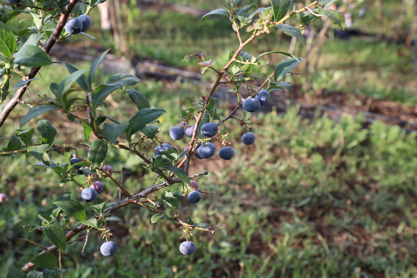 İnegöl mavi yemişinin ünü ülke sınırlarını aştı