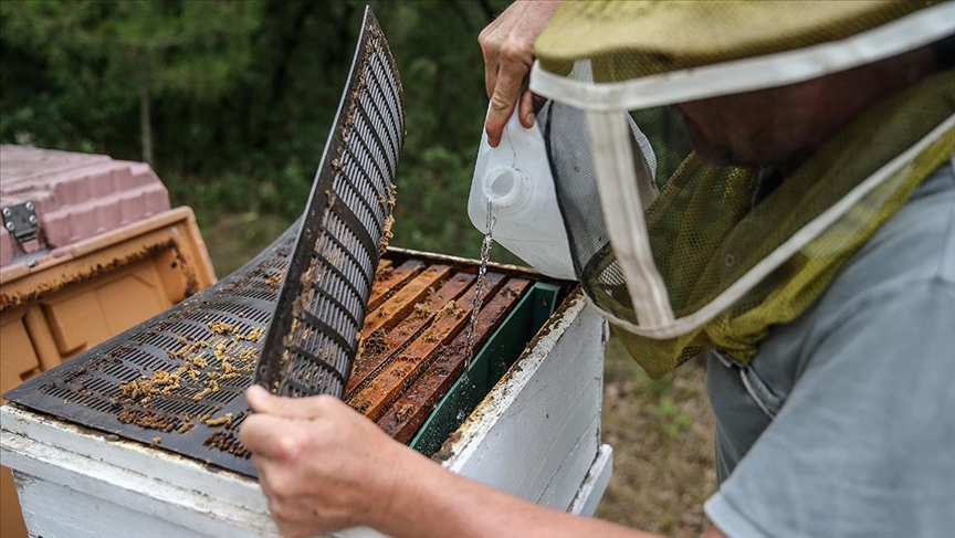 Kuraklıktan etkilenen arılar için “kovana bir kap su” önerisi