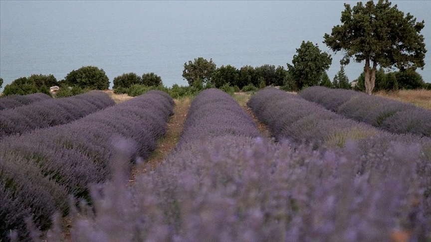 Burdur’dan gönderilen lavanta fideleri Türkiye’nin bahçelerini mora boyuyor