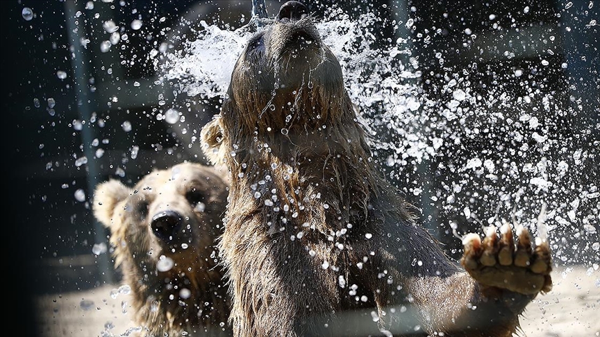 Antalya’da aslan parkı sakinleri için “eyyam-ı bahur” önlemleri alındı