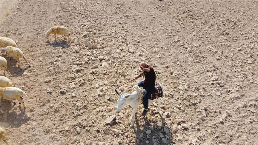 Çoban, koyun güderken söylediği türküleri sosyal medyadan canlı yayınlıyor