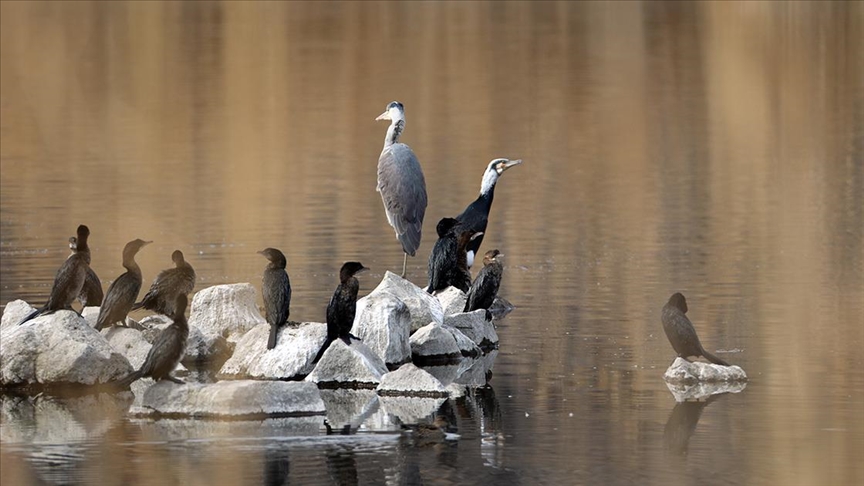Yaban hayvanları yaz sıcaklarını geçirmek için Ağrı Dağı’ndaki Karasu’ya göç ediyor