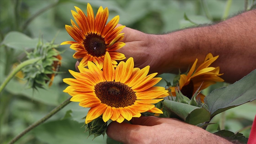 Dünya Ayçiçeği Koleksiyonu Bahçesi’nde ayçiçeği gen çalışmaları yapılıyor