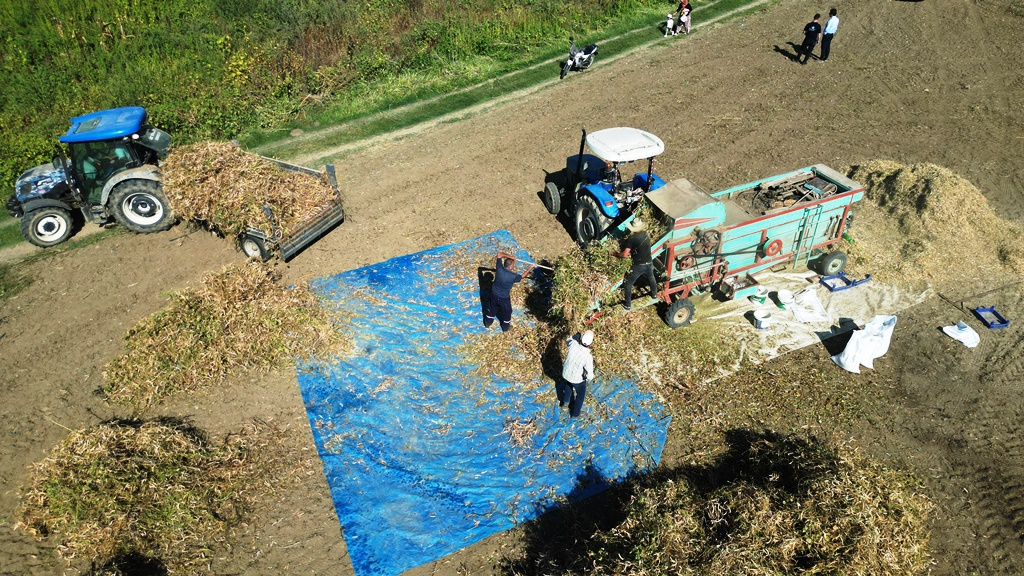 TARLADAN SOFRAYA; CERRAH KURU FASULYESİ