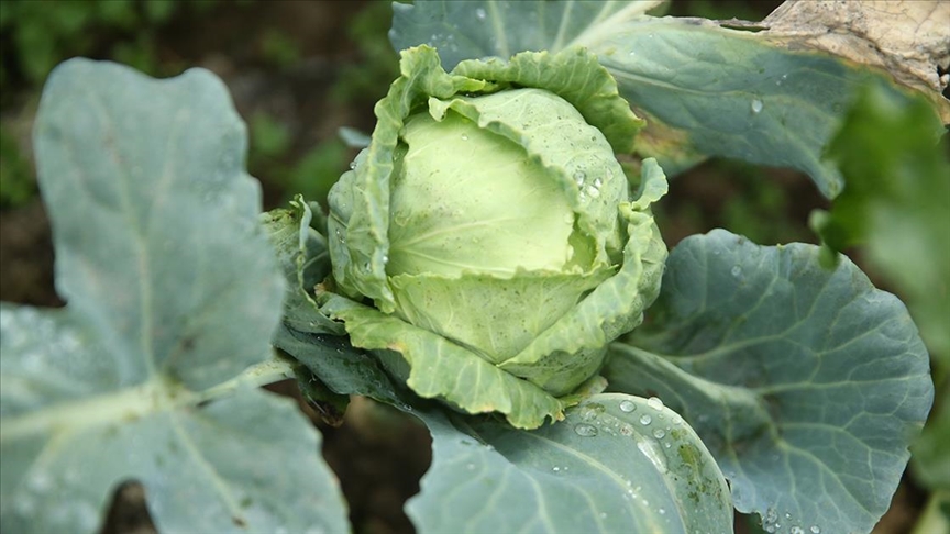 1600 rakımda yetişen dürme pancarı yöre halkına gelir sağlıyor