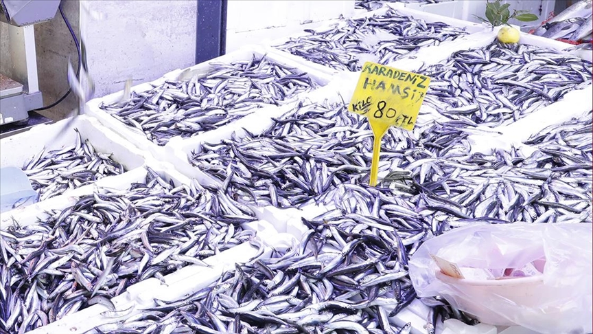 Bollaşmaya başlayan hamsinin fiyatı düştü