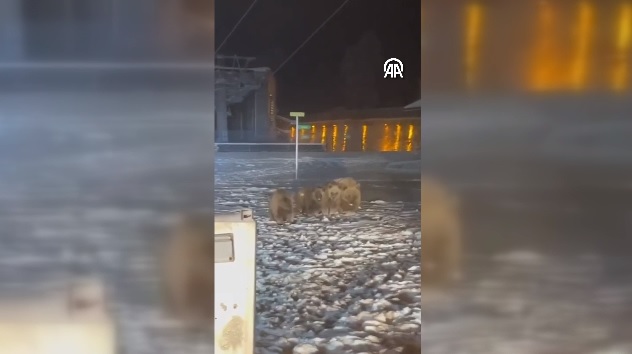 Uludağ’da ayılar yerleşim yerlerinde yiyecek ararken görüntülendi