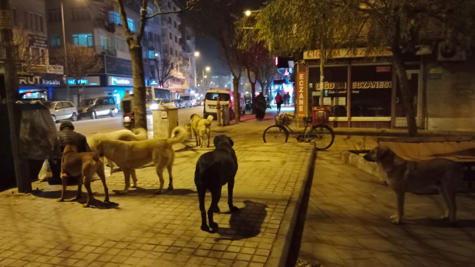 Sahipsiz sokak köpekleri vatandaşları tedirgin ediyor