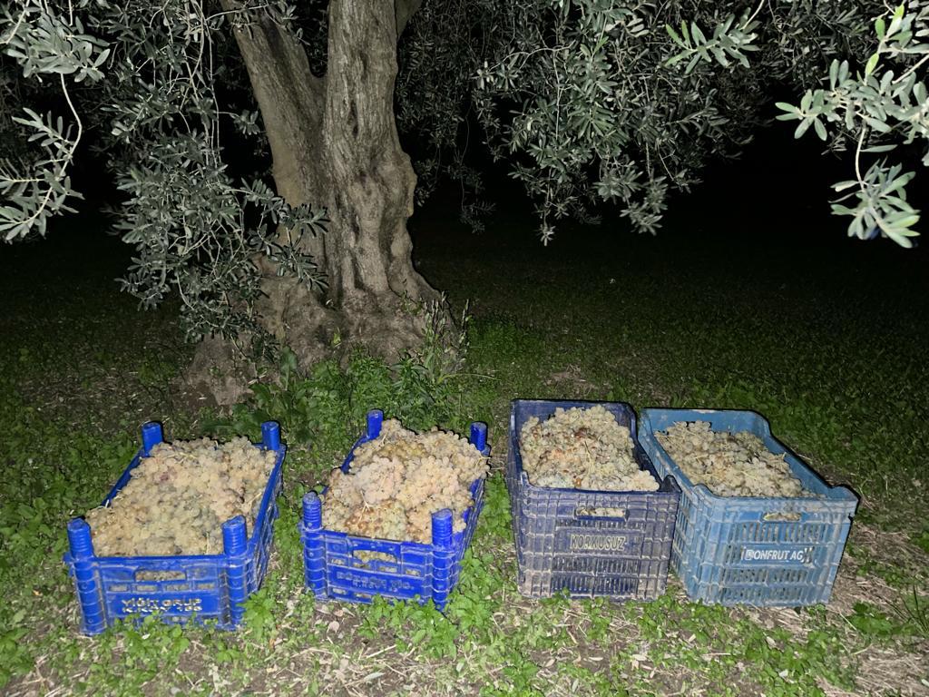 Tarlalardan zeytin ve üzüm çalan 3 şüpheli yakalandı