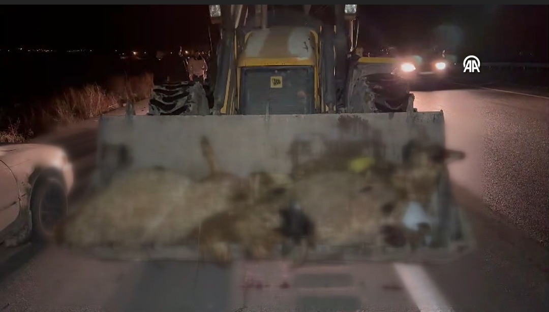 17 Koyun kazada telef oldu