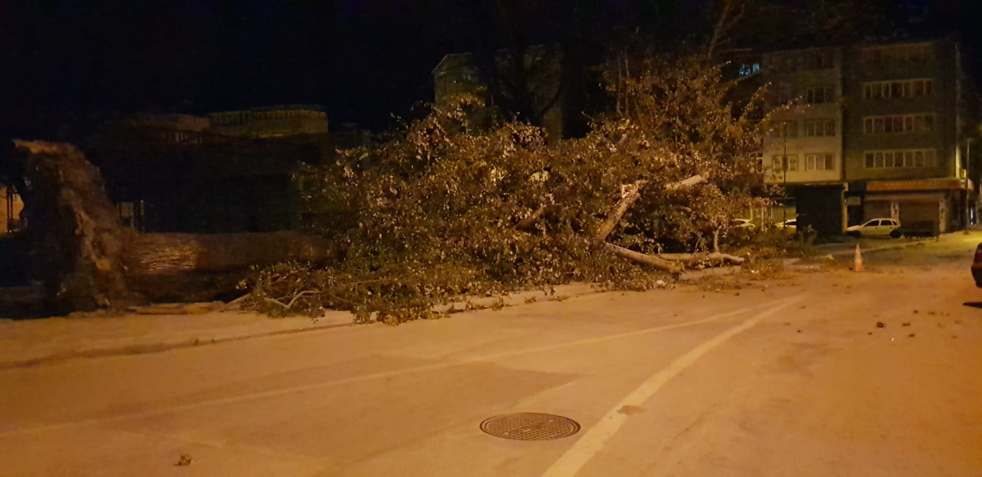 Tarihi ağaç lodosa direnemedi