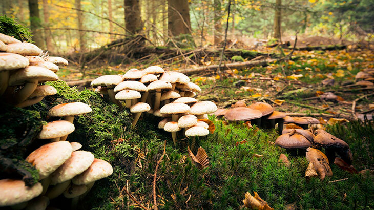 Zehirli mantar yedi ölümden döndü