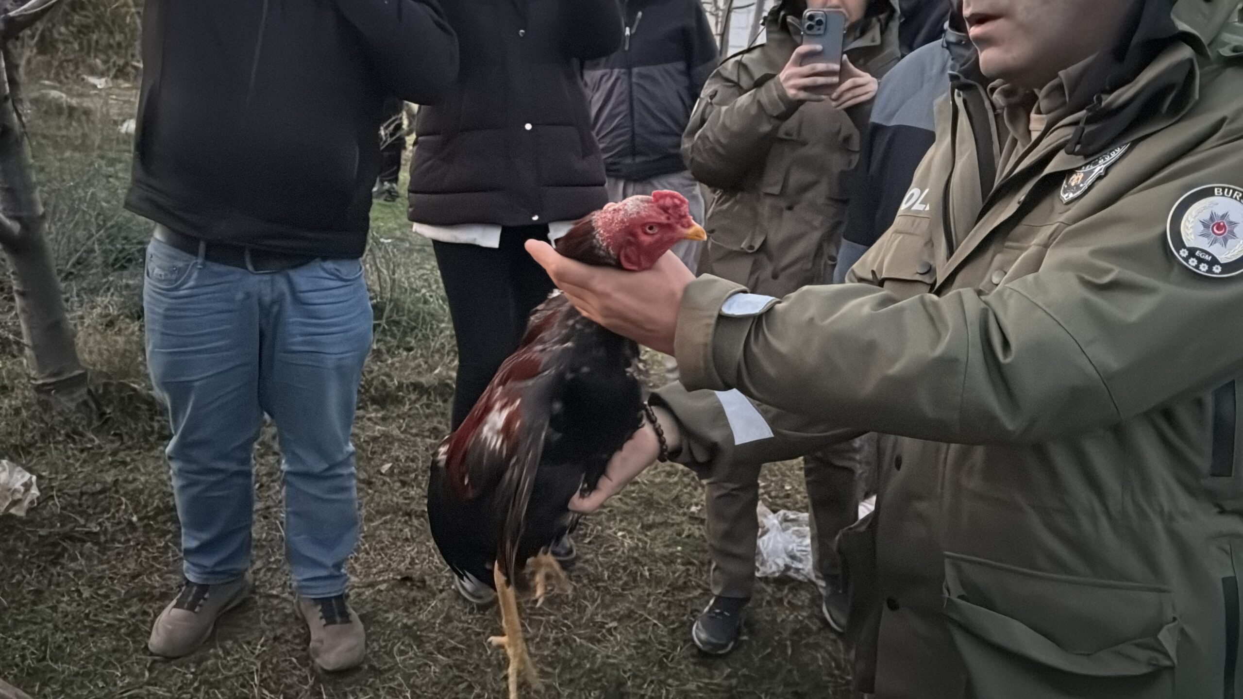 Horoz dövüştürülen çadırlardaki 2 şüpheli gözaltına alındı
