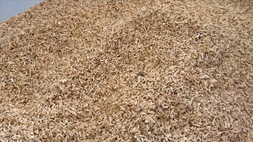 Kenevir atıklarından hayvan yemi üretilecek