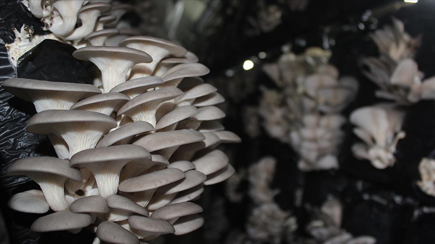 İstiridye mantarı üreten girişimci kadınlar günde 200 kilo ürün alıyor