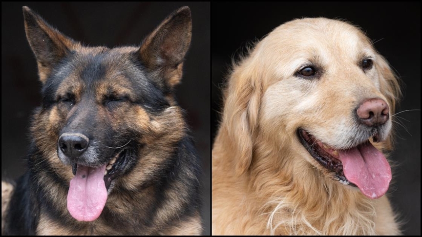 6 Şubat depremlerinde 14 canı kurtaran “Paşa” ve “Paz” eğitimlerde görev alıyor