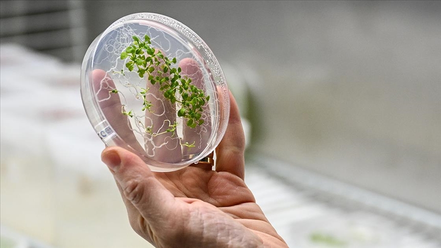 Türk astronot Gezeravcı’nın uzaydaki ilk deneyi uzayda tarım çalışmalarına yön verecek