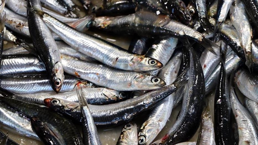 Hamsi 2023’te palamuttan tahtını geri aldı