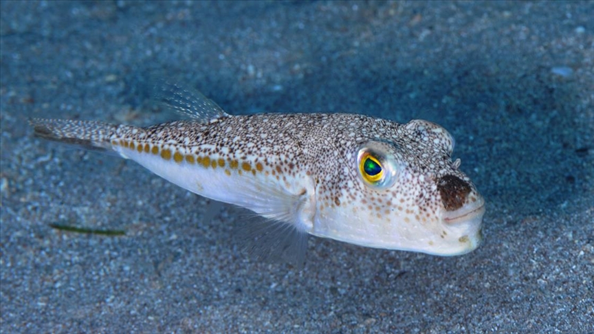 Kızıldeniz’den Ege’ye gelen zehirli balon balığı rotasını Marmara’ya çevirdi