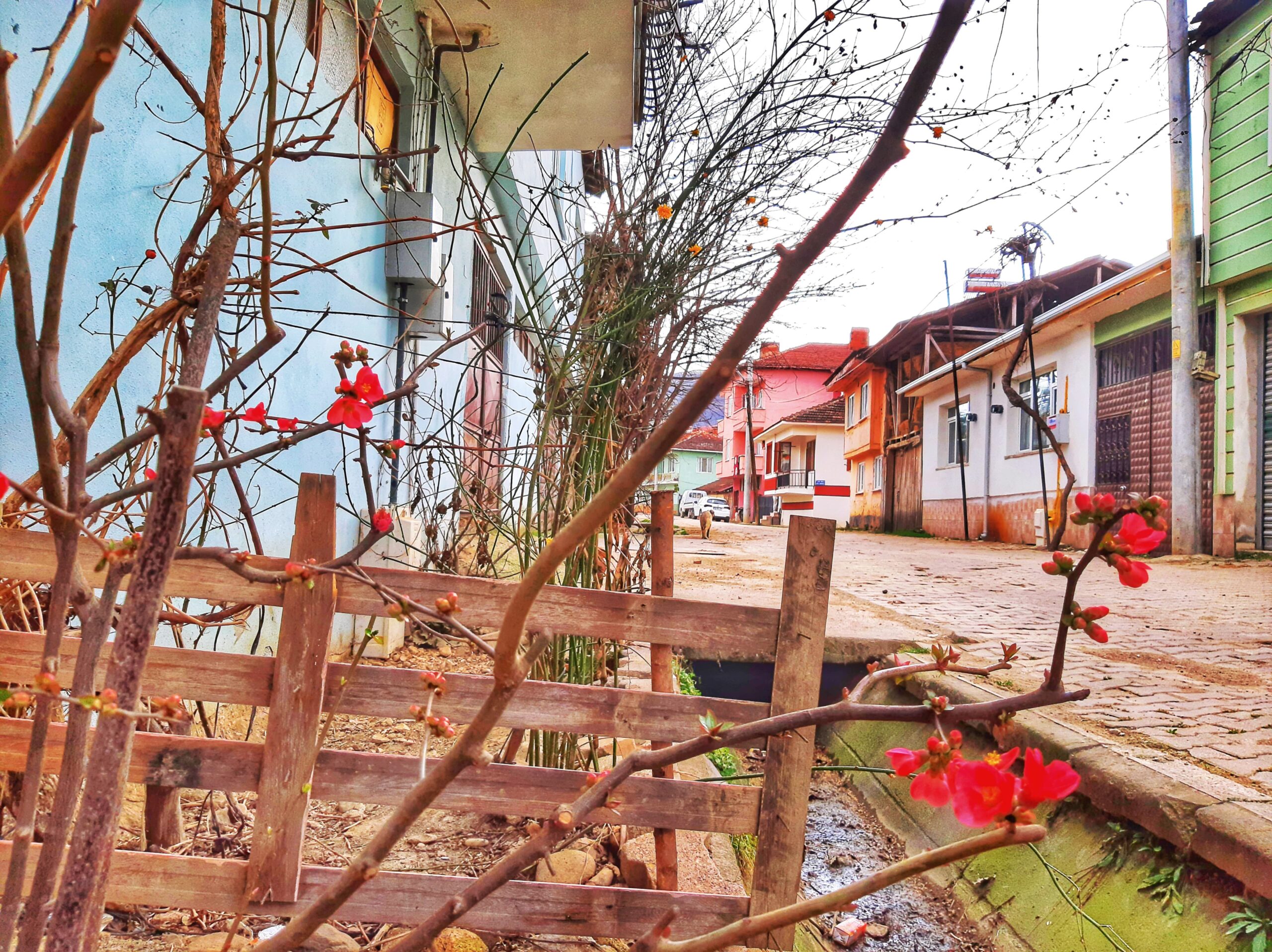 İnegöl’de Şubat ayında ağaçlar çiçek açtı