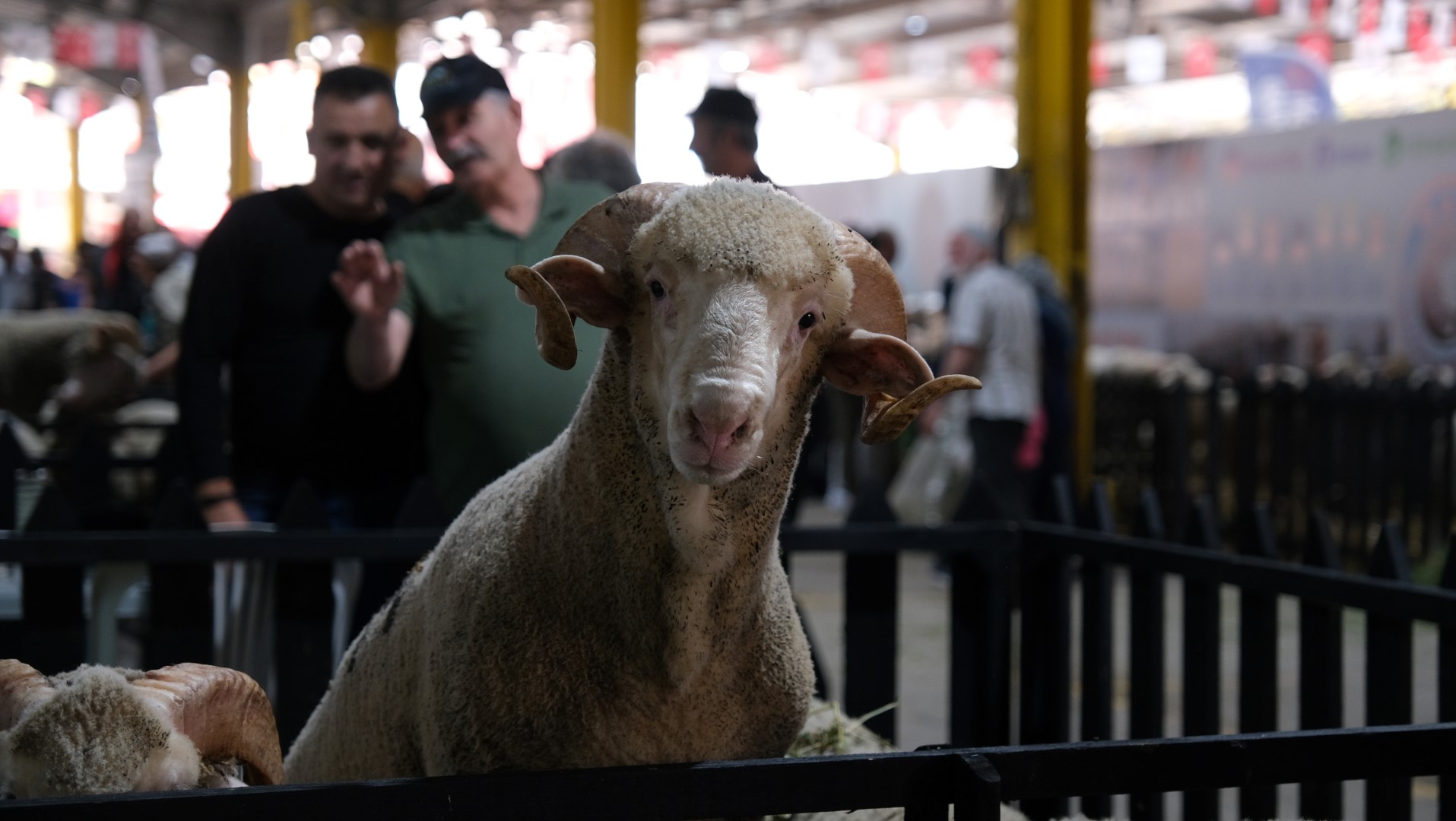 İNEGÖL KÜÇÜKBAŞ HAYVANCILIK FESTİVALİNİN TARİHLERİ BELLİ OLDU
