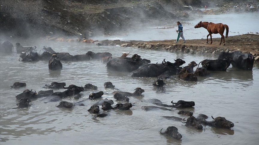 Kış boyunca ahırda besledikleri manda ve atları kaplıca suyunda temizliyorlar