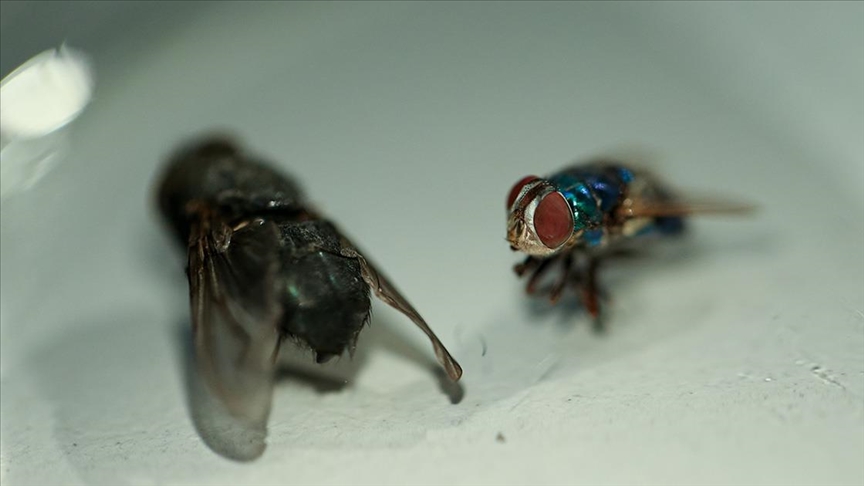 Çözülemeyen cinayetler “dedektif böcekler”le aydınlatılıyor
