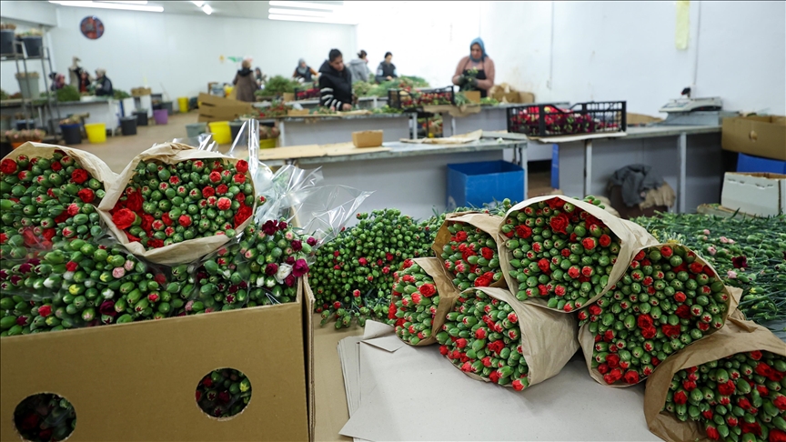 Çiçek üreticileri Hatay’a ücretsiz 100 bin karanfil gönderdi