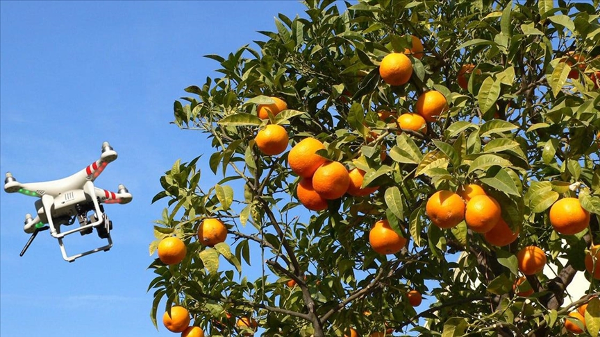 Tarladaki meyvelerin gelişimini yapay zeka desteğiyle takip