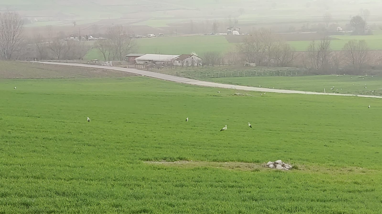 İnegöl’de leyleklerin mekânı bu kez değişti