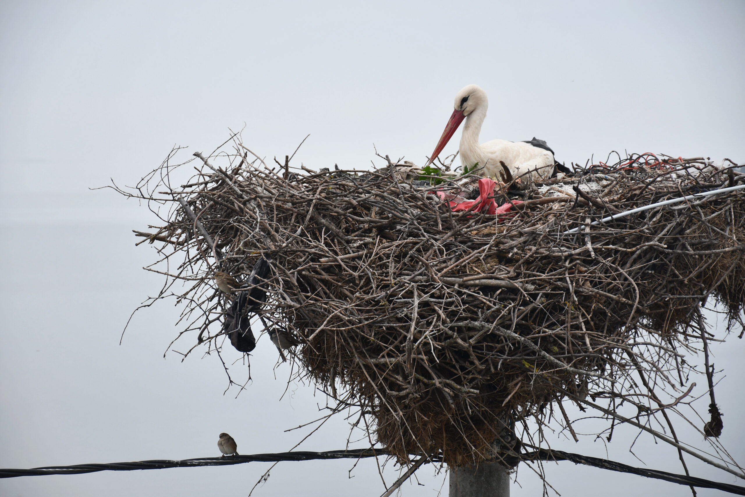 “Leylek köyü”ndeki yuvasına 13. kez konan Yaren, turizmi de hareketlendirdi