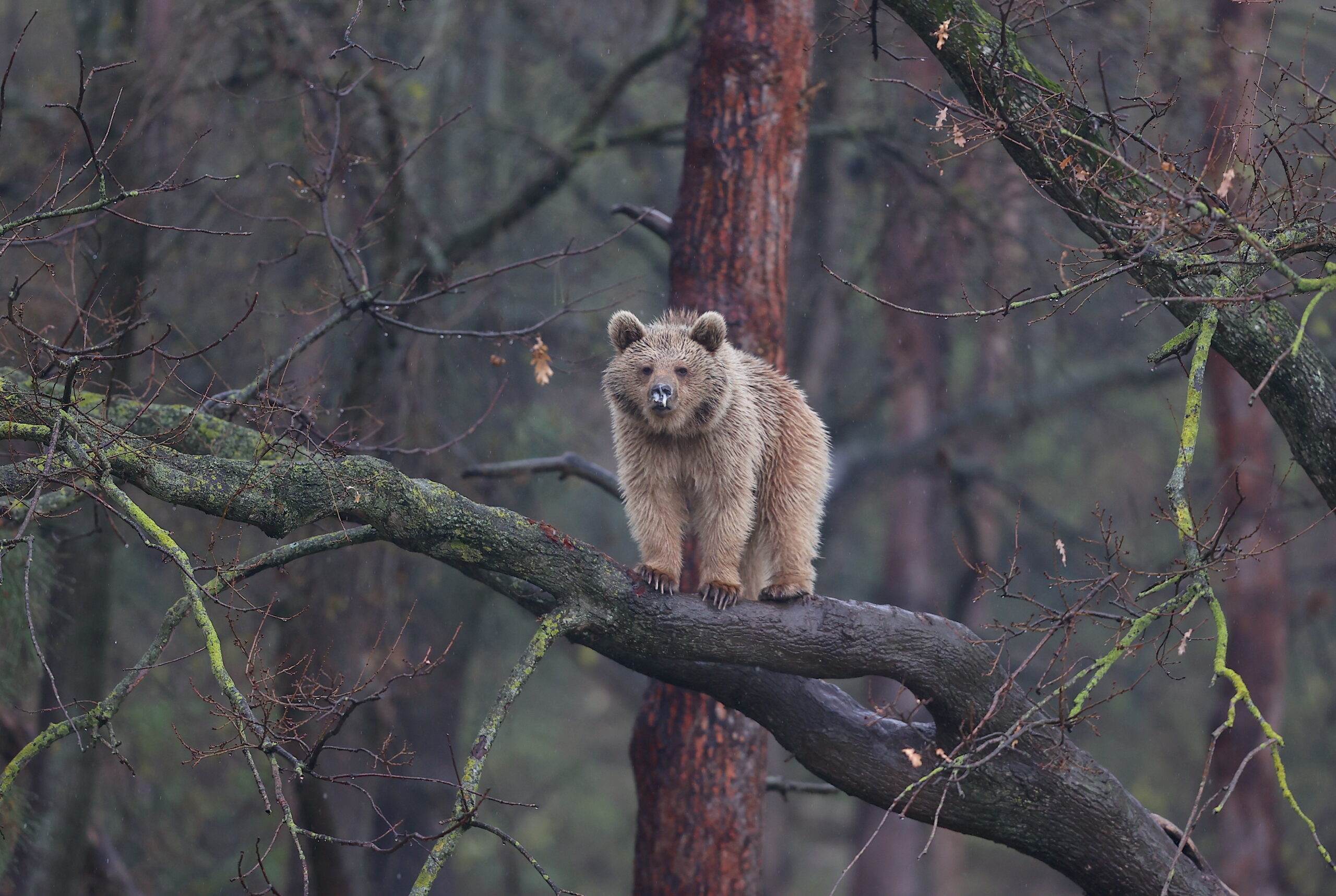 Küresel ısınma ve yetersiz beslenme ayılara kış uykusunu unutturdu