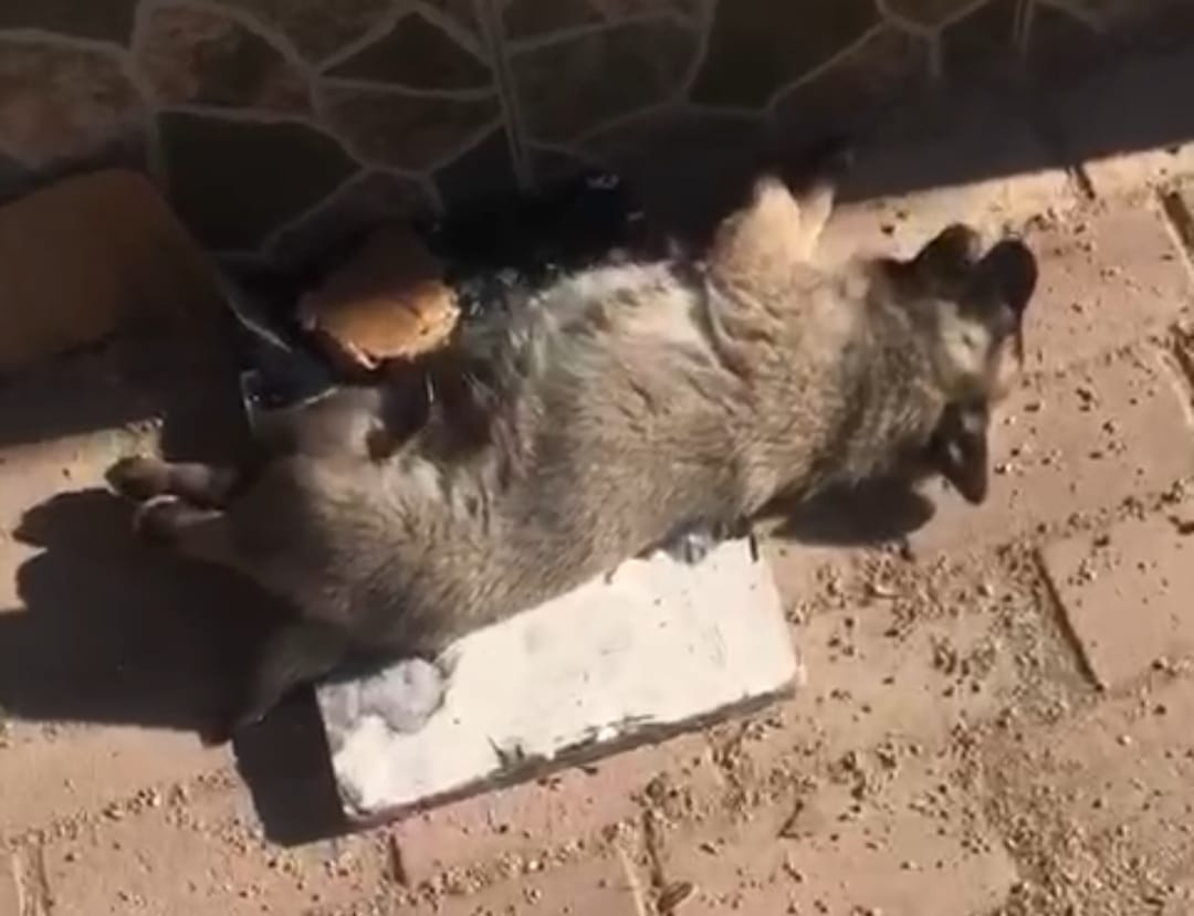 Köpekleri zehirlediler