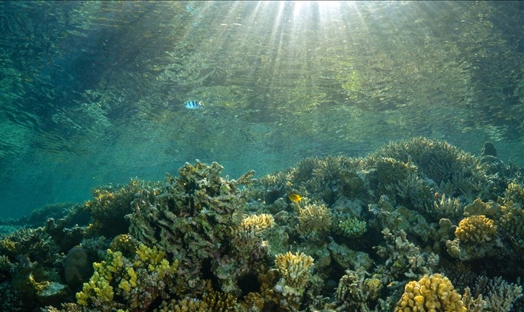Rekor sıcaklıklar okyanus ekosisteminde değişimlere yol açıyor