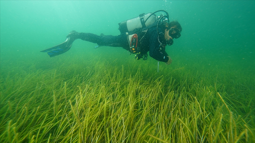 Marmara Denizi’nde iki yeni deniz çayırı alanı tespit edildi