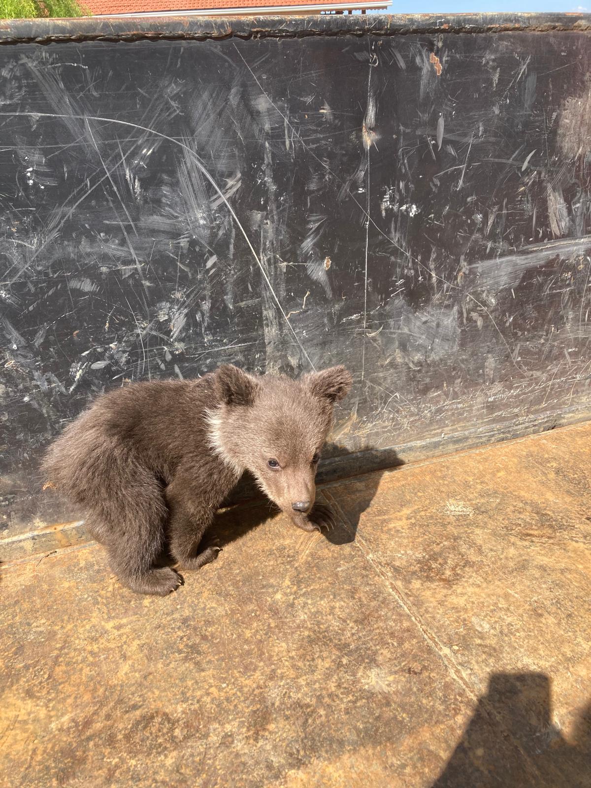 İnegöllü Kooperatif başkanı yavru ayıyı köpekler parçalamak üzereyken kurtardı