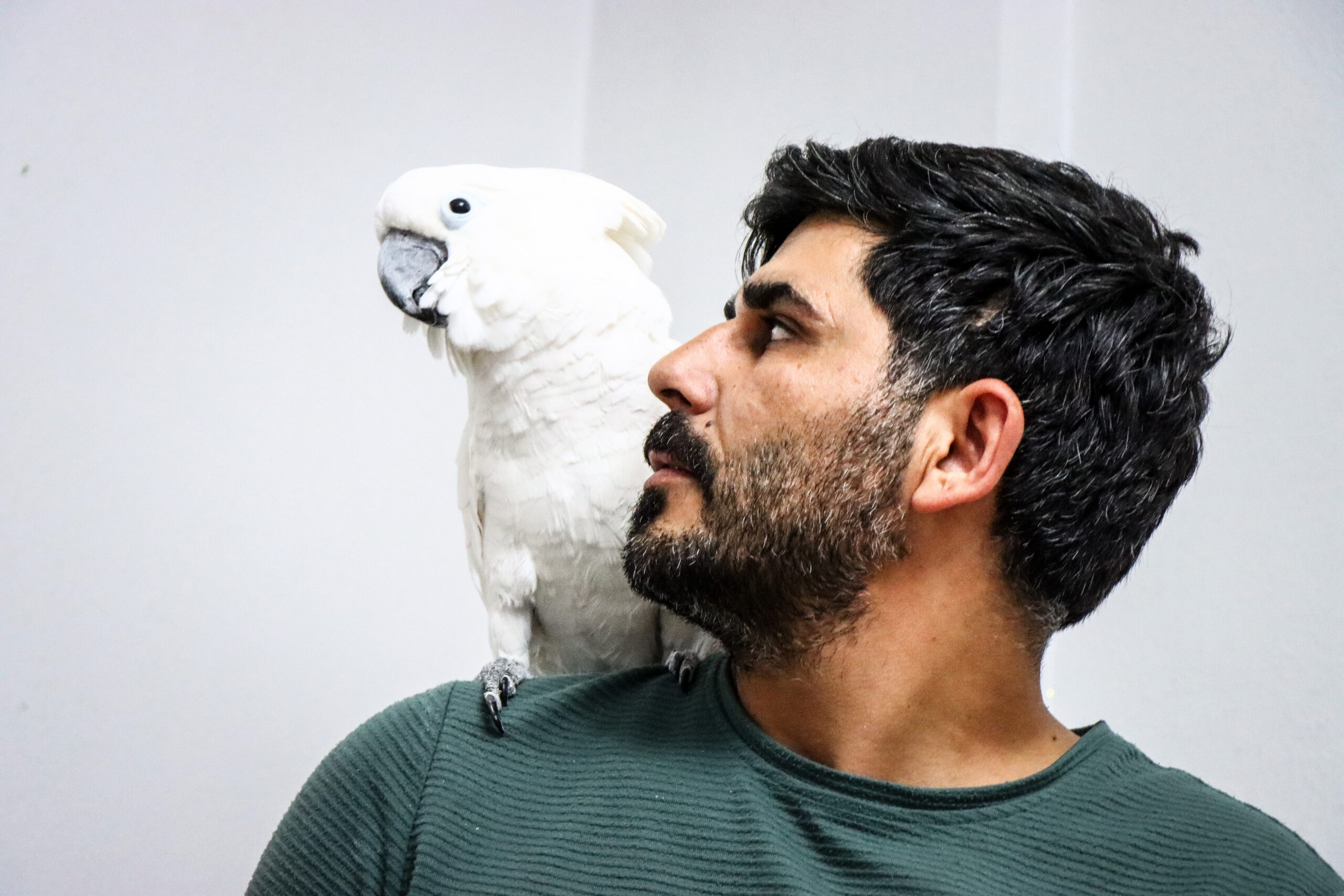 Bursalı ailenin papağanı ilginç hareketleriyle sosyal medyada ilgi odağı oldu