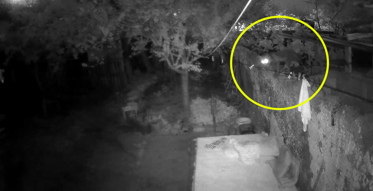 Akhisar Mahallesi’ne dadanan tilki, çok sayıda kanatlı hayvanı telef etti