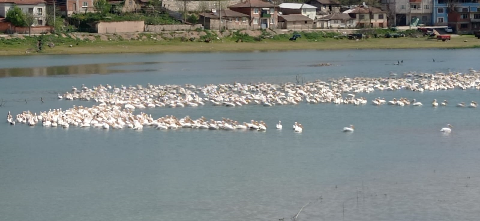İnegöl’ün doğal zenginliği: Boğazköy Barajı’nda pelikan sürüsü göz kamaştırıyor