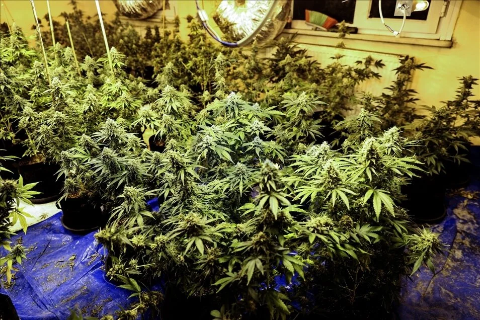 Evde sera kurup uyuşturucu üretti