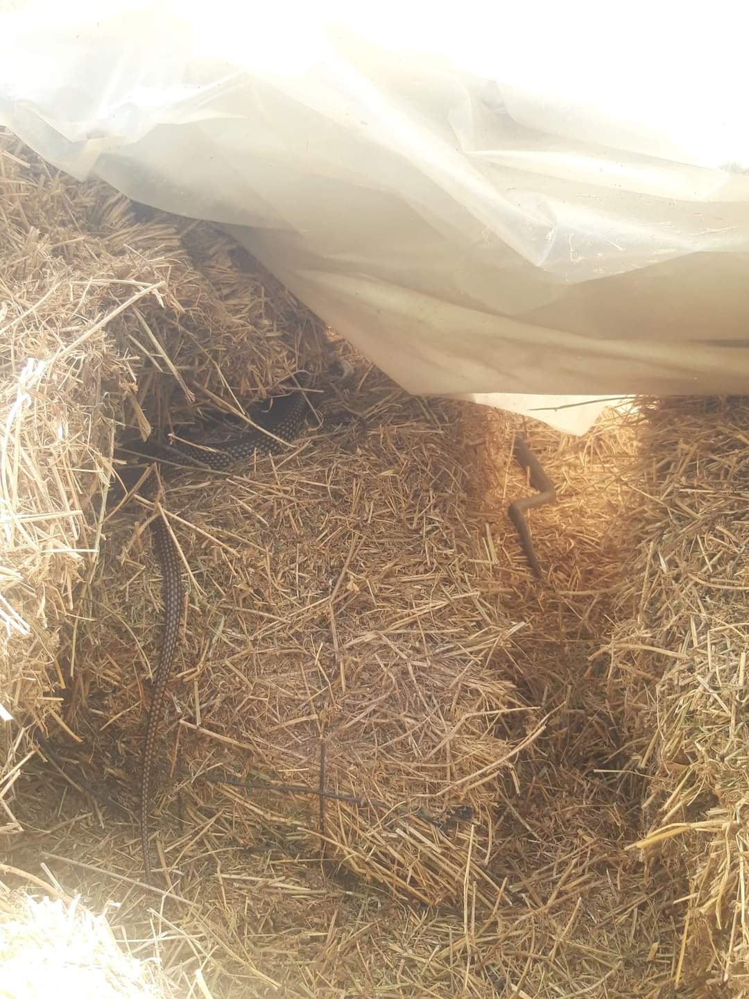 İnegöl kırsalında ‘yılan’ paniği